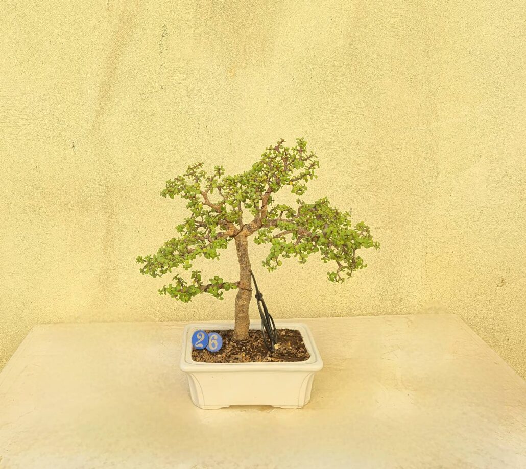 ۲۰۲۵۱۰۱۸_۱۶۰۶۵۳